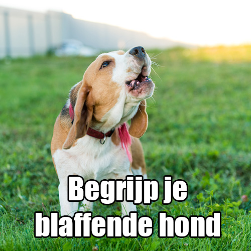 Begrijp je blaffende hond